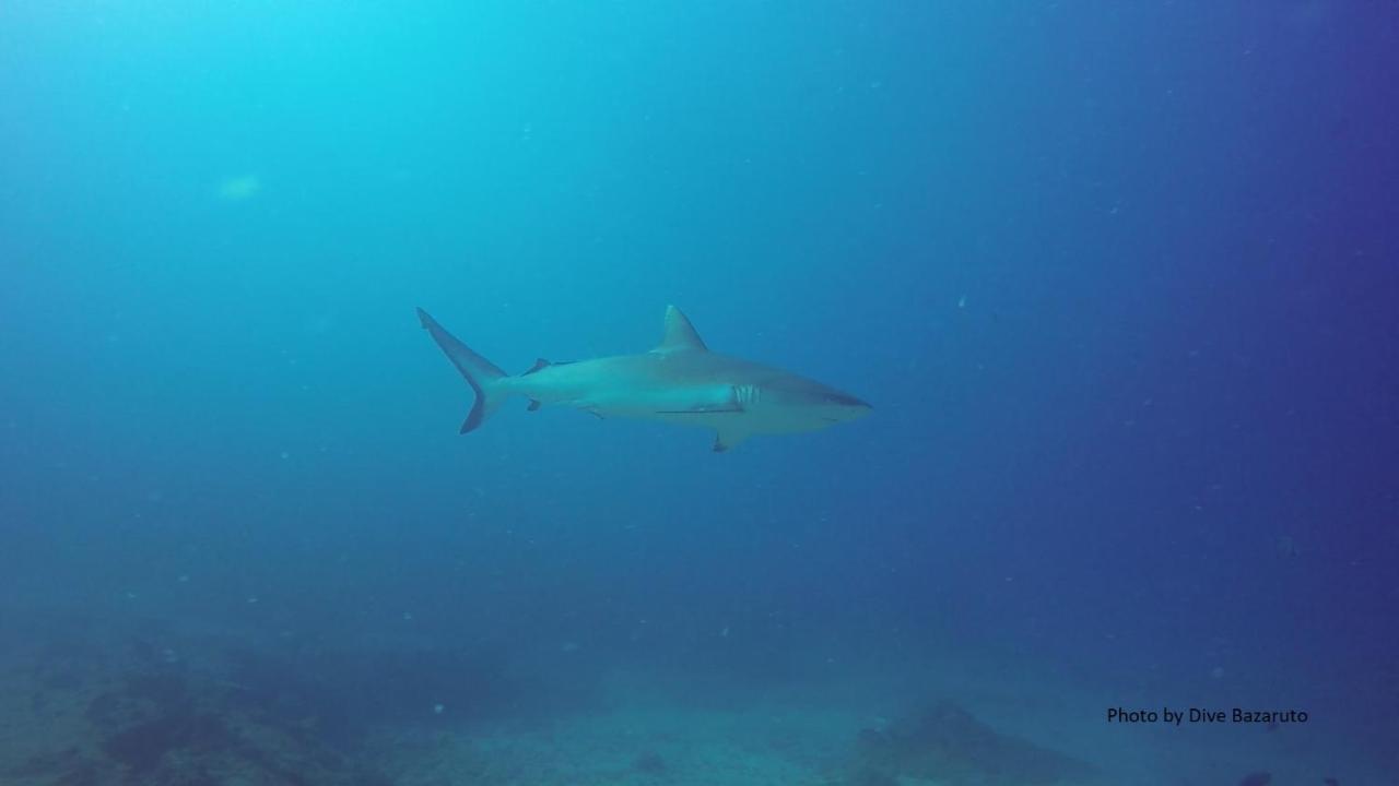 Dolphin Dhow Beach Safaris Vilankulo Eksteriør billede